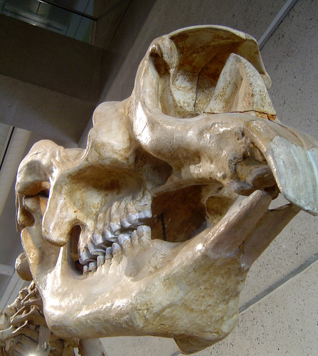 DSC04049 - diprotodon