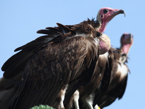 I dunno - What shall we do - Vultures