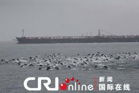 dolphin-pirate-boat1