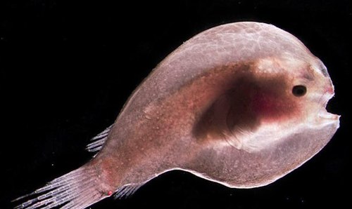 Pictures_ Hard-to-See Sea Creatures Revealed.jpg