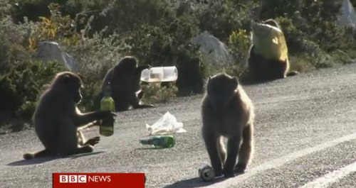 BBC News - The criminal baboons terrorising South Africa.jpg